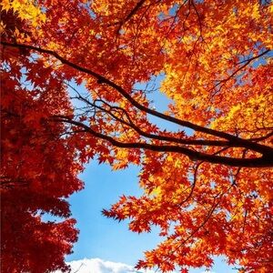 Meet your Posher, Carol